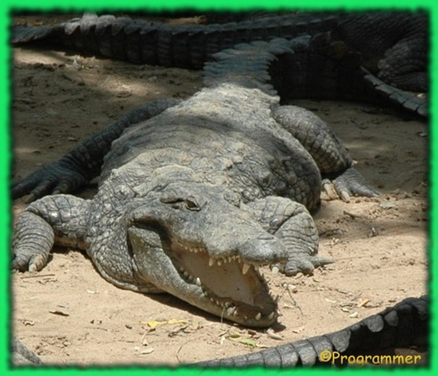 <p>1) Lay lots of eggs at a time (> a dozen)</p><p>2) Nest on ground</p><p>3) Eggs piled in the nest without order</p><p>4) Lined with vegetation for heat</p><p>5) no incubation from the body</p>