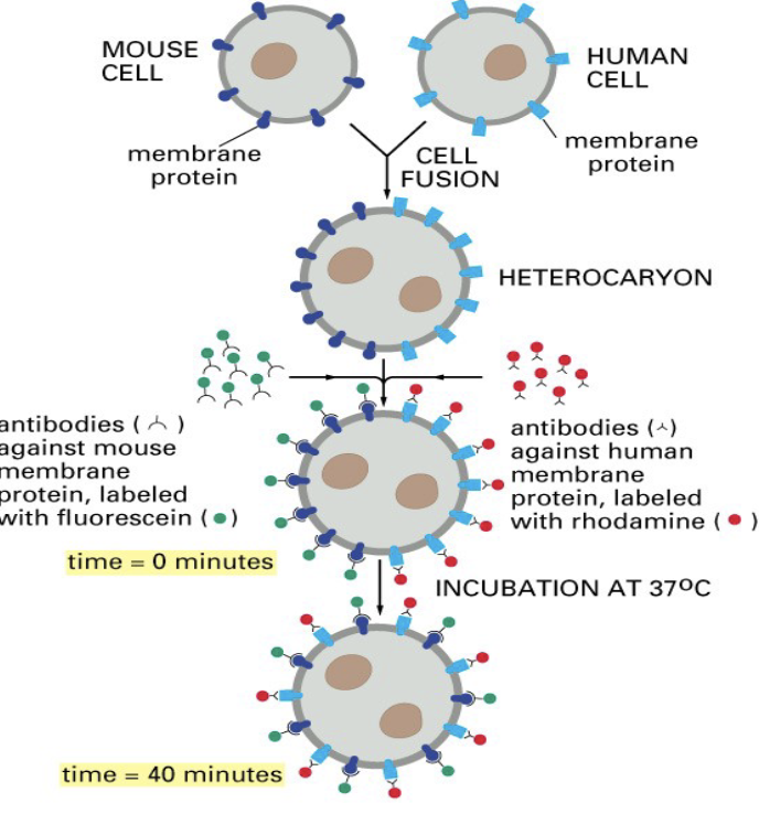 <ul><li><p>heterolaryer - 2 nuclei&nbsp;</p></li><li><p>proteins are free to move laterally in the plane of the membrane&nbsp;</p></li><li><p>purpose:</p><ul><li><p>preparation of hybridomas (monoclonal antibodies)</p></li><li><p>research on development, differentiation, and breeding (transplantation and replacement of nuclei)</p></li><li><p>research on regenerative medicine and cytotherapy</p></li><li><p>research on anti-cancer vaccination and cancer immuology</p></li></ul></li></ul><p></p>