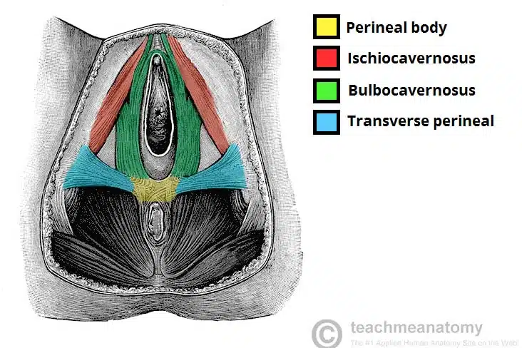 <p>A. Perineal membrane</p><p>The bulbs of the vestibule/bulb of the corpus spongiosum are pieces of erectile tissue that attach to the perineal membrane.</p><p>The perineal membrane is an anatomical term for a fibrous membrane in the perineum</p>