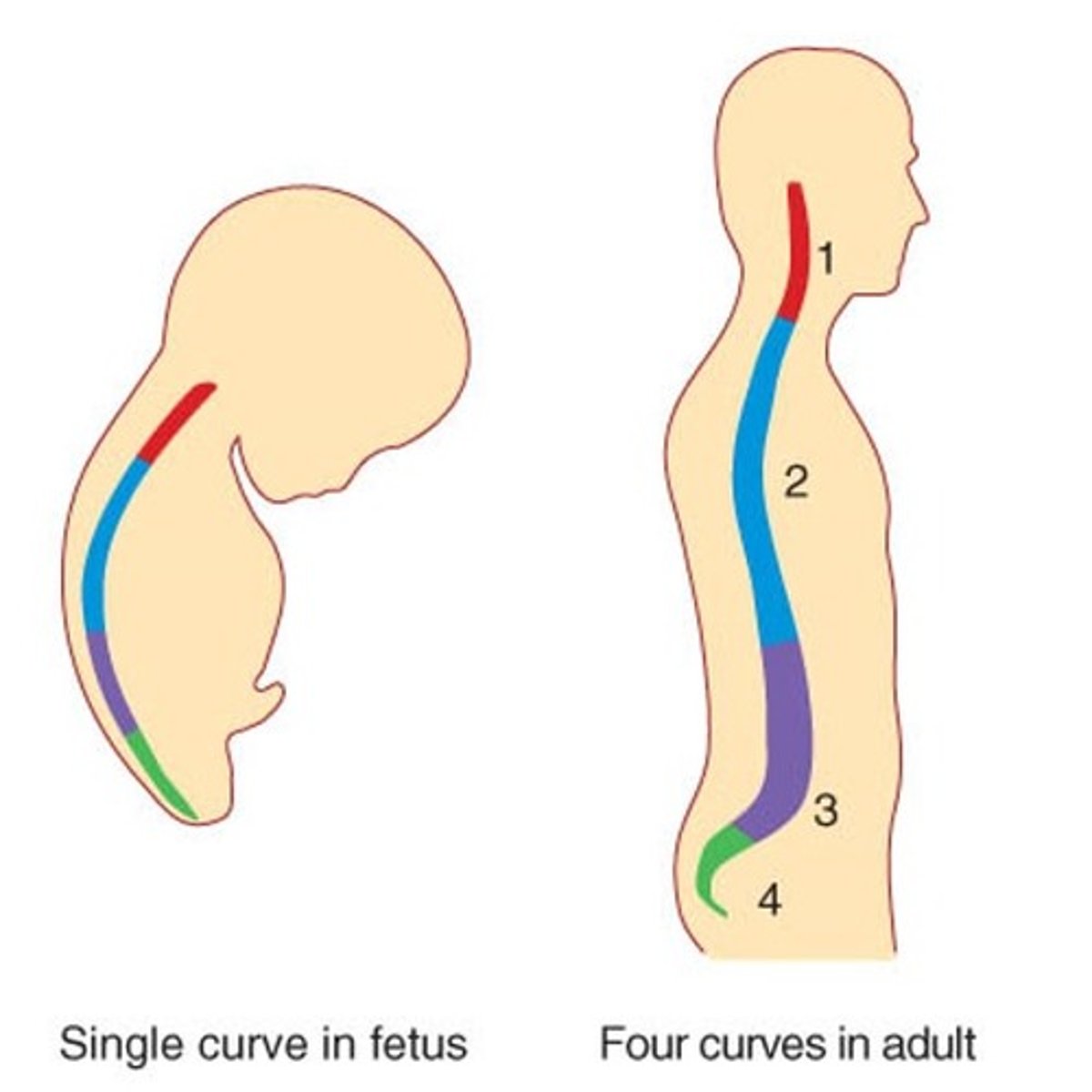 <p>Vertebral column is C-shaped</p>