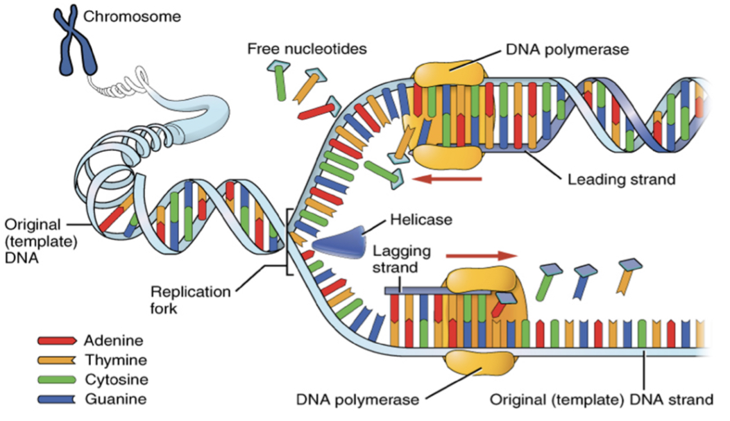DNA replication
