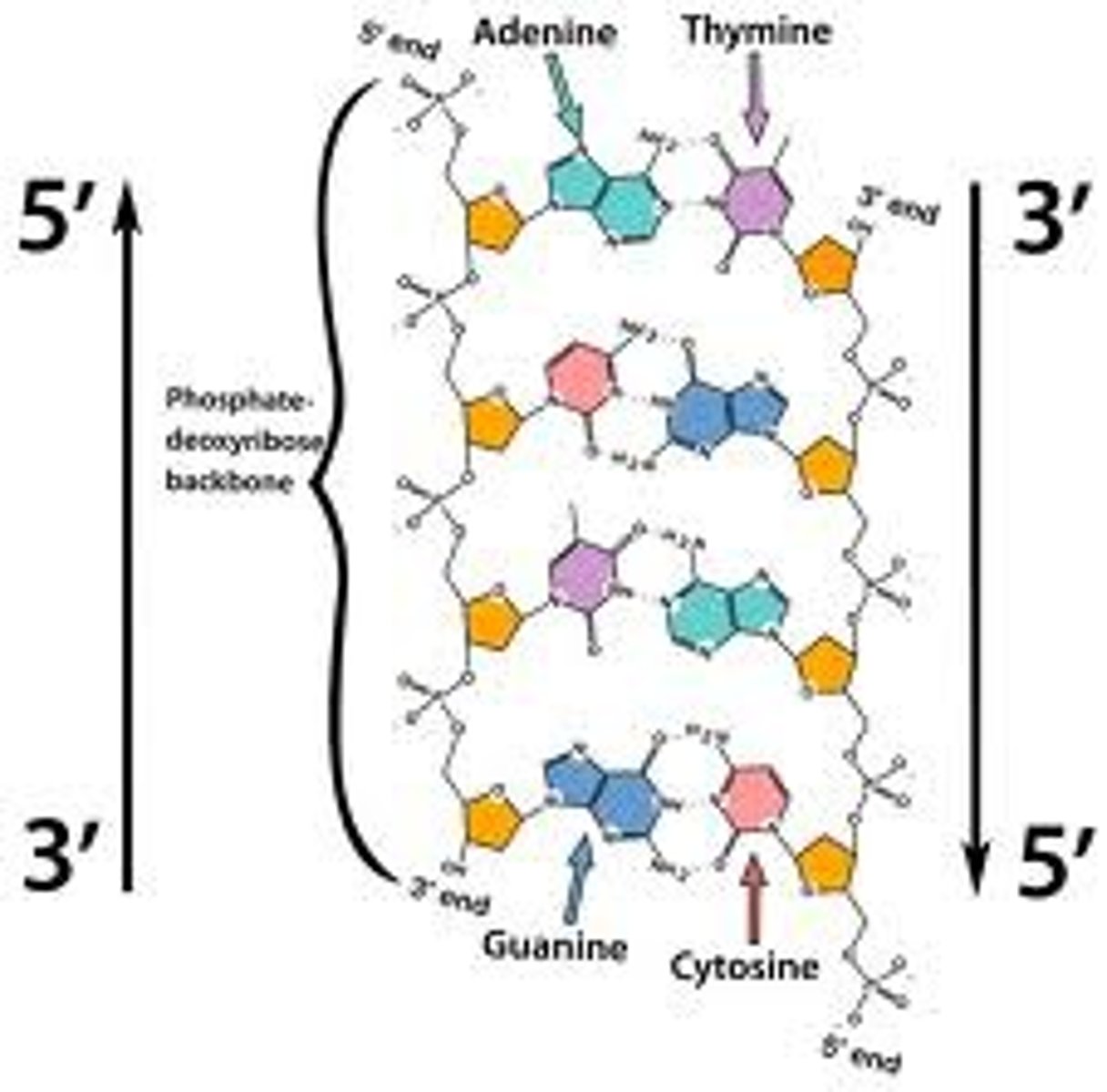 <p>Adjacent molecules are oriented parallel to each other but oriented in opposite directions.</p><p>In DNA, one strand runs 5' to 3' and the complementary strand runs 3' to 5'</p>