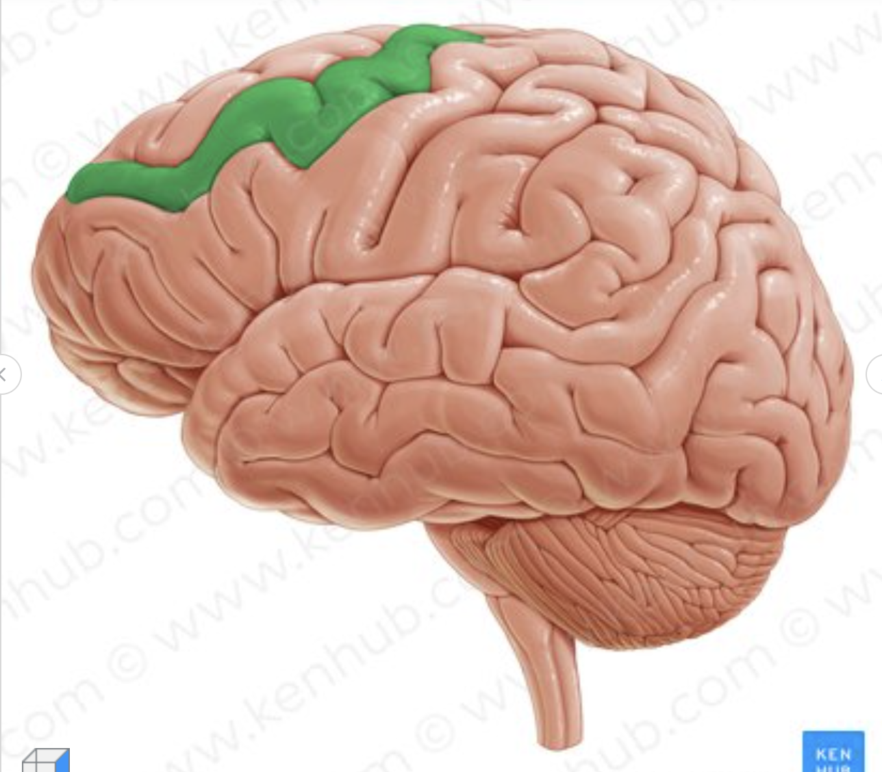 <p>Which gyrus is in green?</p>