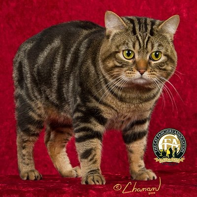 <p>Manx</p>