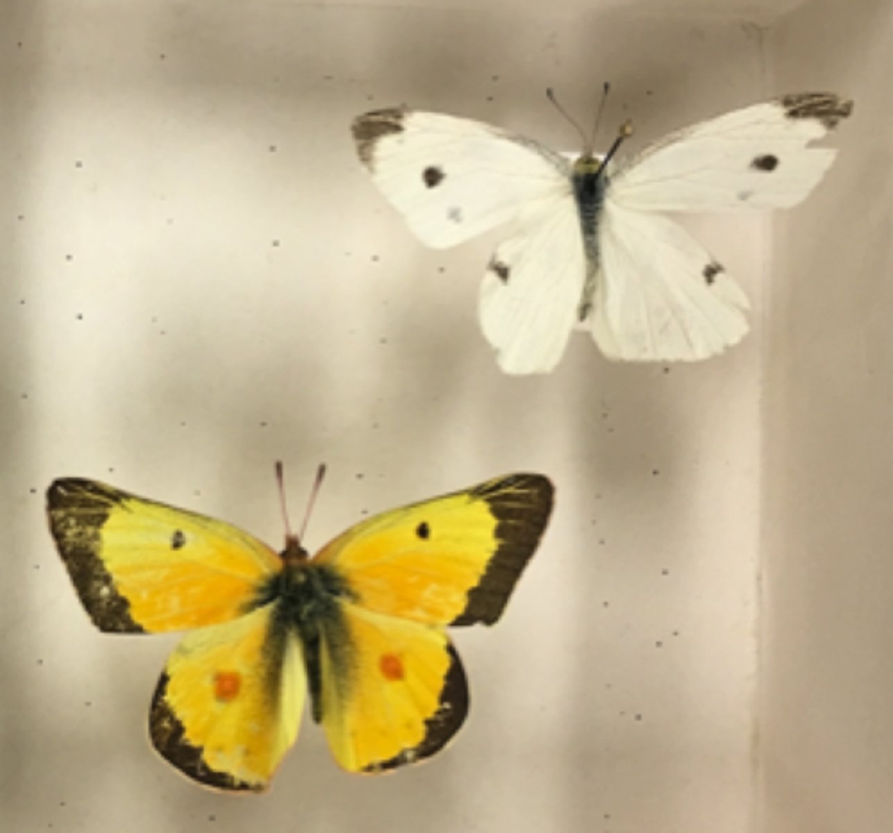 <p>medium size</p><p>ends of legs are forked</p><p>white or yellow with dark patterns</p><p>can have ultraviolet patterns for mating</p>
