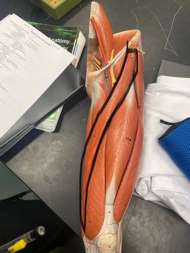 <p>Upper anterior leg, knee and hip flexion, lateral leg rotation</p>