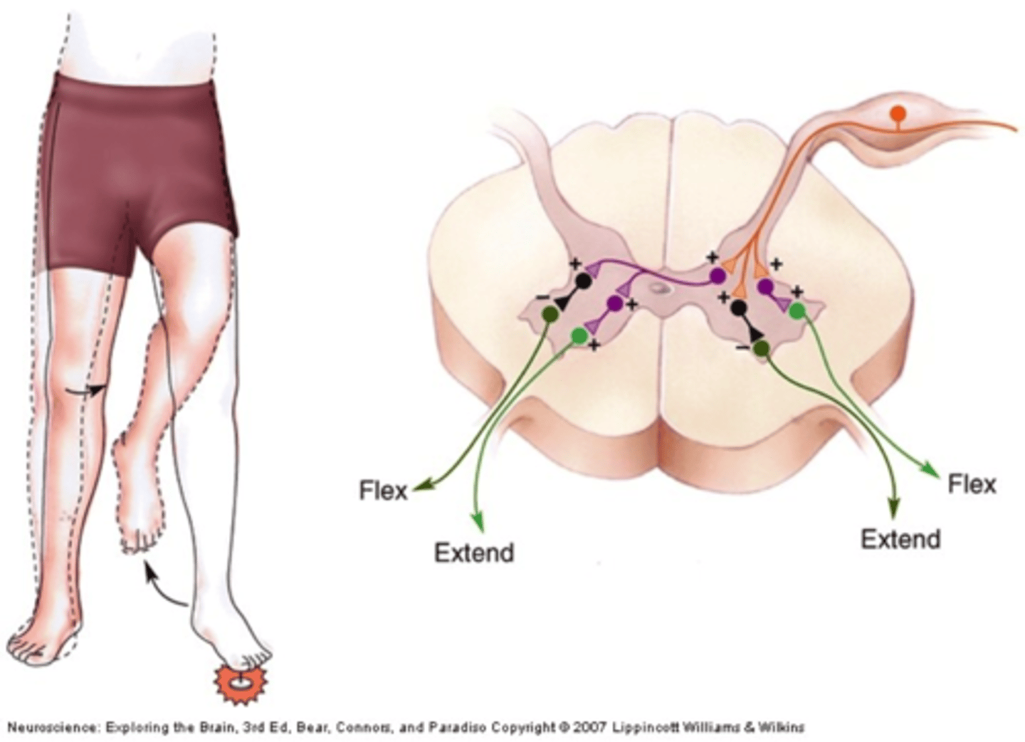 <p>Flexion of one limb followed by extension of the opposite limb.</p>