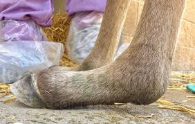 <p>Overextension, toe elevation, and contact of the fetlock joint with the ground.</p>