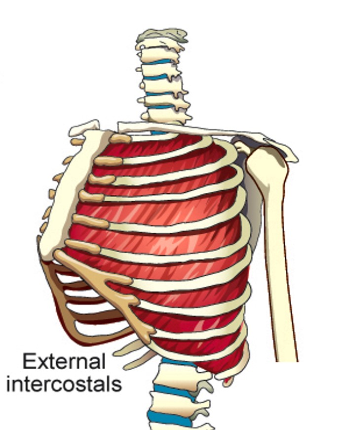 <p>External intercostals</p>