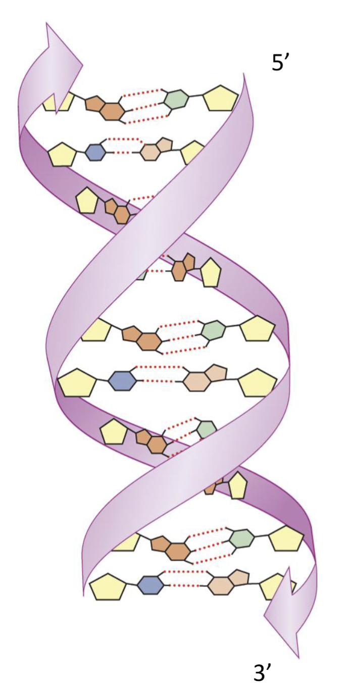 <ul><li><p>Double helix</p></li><li><p>backbone is antiparallel to each other </p></li><li><p>one strand in 5’ to 3’ direction; other strand in 3’ to 5’ direction </p></li><li><p>bases interact through hydrogen bonding</p></li></ul><p></p>