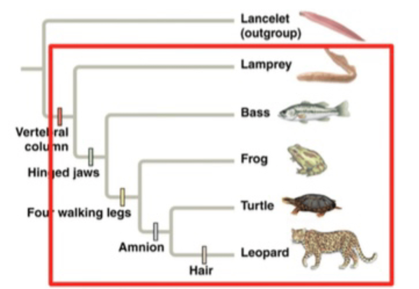 <p>Vertebrates</p>