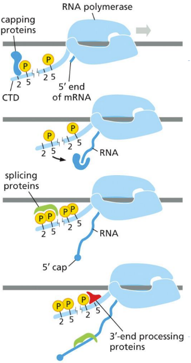 <ol><li><p class="Paragraph SCXW5508727 BCX0" style="text-align: left">TFIID subunit (TBP) binds to DNA double strand at TATA box (Tata Binding Protein = TFIID subunit)&nbsp;</p></li></ol><ol start="2"><li><p class="Paragraph SCXW5508727 BCX0" style="text-align: left">DNA helix distortion occurs (triggered by TFIID binding) signaling activity is going on&nbsp;</p></li></ol><ol start="3"><li><p class="Paragraph SCXW5508727 BCX0" style="text-align: left">More TF gather (F, E, &amp; H) to form the complete transcription initiation complex&nbsp;</p><ul><li><p class="Paragraph SCXW5508727 BCX0" style="text-align: left">TFIIH does the most work&nbsp;&nbsp;</p><ul><li><p class="Paragraph SCXW5508727 BCX0" style="text-align: left">Uses ATP to open DNA (double strands broken apart)&nbsp;</p></li><li><p class="Paragraph SCXW5508727 BCX0" style="text-align: left">Next, phosphorylates RNA pol. II tail (CTD) -&gt; conformational change that allows it to transcribe&nbsp;</p><ul><li><p class="Paragraph SCXW5508727 BCX0" style="text-align: left">CTD lengthens, allowing more proteins to bind until they “hop off” to the new RNA strand (to begin 5’ capping, RNA splicing, and poly A tail)&nbsp;</p></li></ul></li></ul></li></ul></li></ol><p></p>