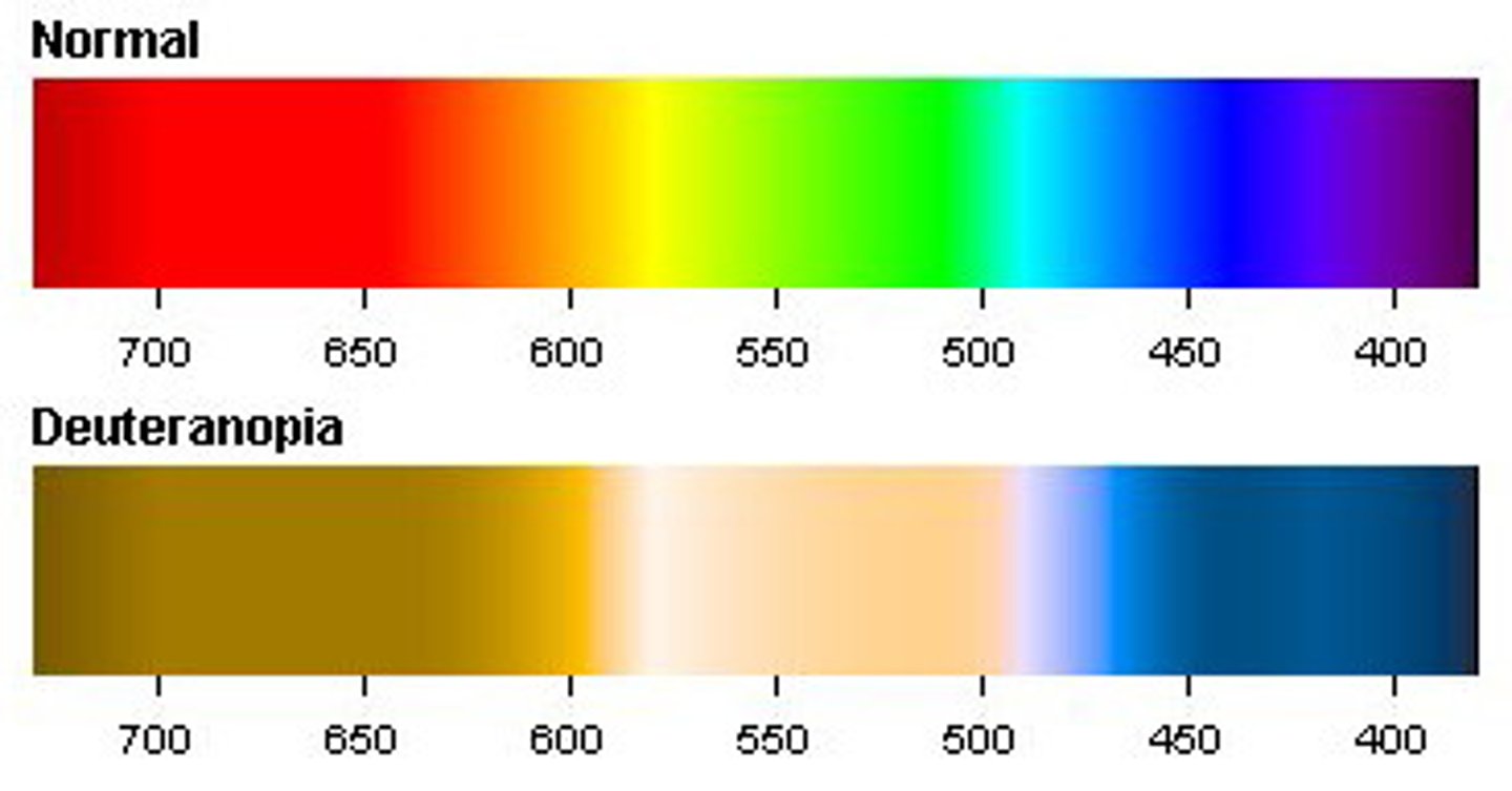 <p>Red-weakness colorblindness</p>