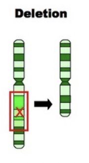 <p>part of the chromosome gets deletes</p>