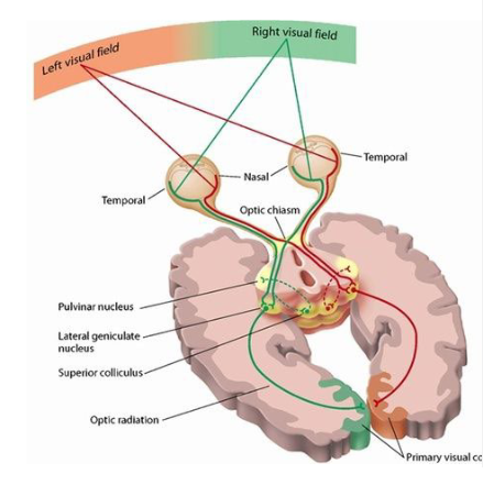 <ul><li><p><span style="color: red">Medial </span>(nasal) parts of the optic nerves <span style="color: red">cross </span>to the other side (contralateral).</p></li><li><p><span style="color: red">Lateral </span>(temporal) parts of the optic nerves travel back to the <span style="color: red">same side</span> (ipsilateral).</p></li></ul><p></p><p>In other words:</p><ul><li><p>Input from the Right visual field goes to the Left hemisphere.</p></li><li><p>Input from the Left visual field goes to the Right hemisphere. </p></li></ul><p></p>
