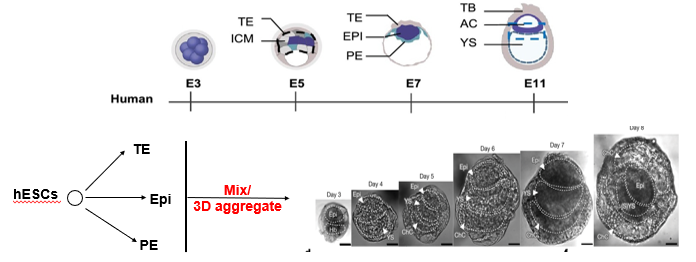 <p>"Synthetic embryos," also known as blastoids or stem-cell-based embryo models, are advanced *in vitro* structures that aim to recapitulate the architecture of the early post-implantation embryo. They represent a hybrid (2D/3D) approach. <br><br>They are generated by mixing 3 distinct types of stem cells that correspond to the three founding lineages of the blastocyst:</p><ol><li><p>Embryonic Stem Cells (ESCs) → epiblast (future embryo).</p></li><li><p>Trophectoderm Stem (TS) Cells → trophectoderm (future placenta).</p></li><li><p>Extraembryonic Endoderm (XEN) Cells → primitive endoderm (future yolk sac).</p></li></ol><p>When mixed in a 3D aggregate, these cells self-organize, demonstrating a remarkable ability to mimic the key morphogenetic events of early development, such as the formation of an epiblast cavity and extraembryonic tissues.</p>