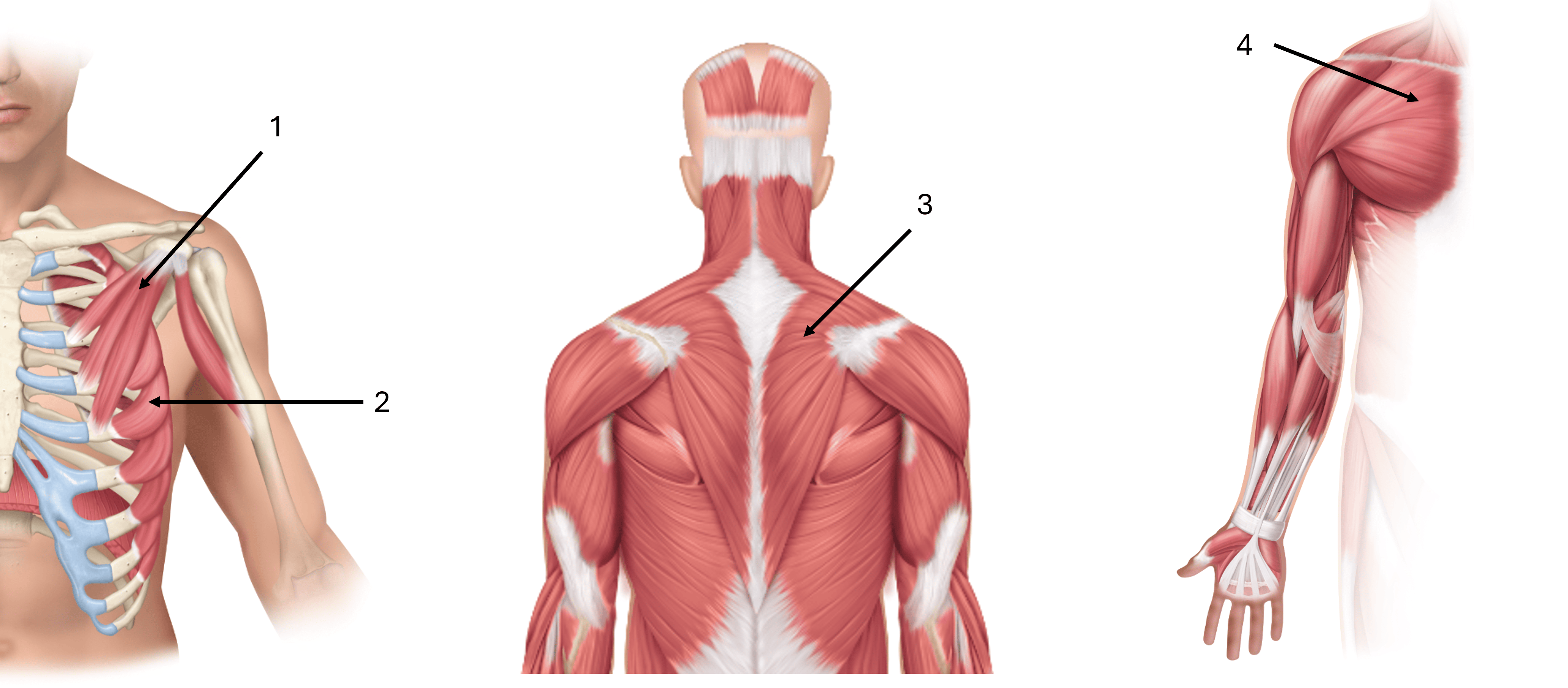 <p>what is label #1</p>