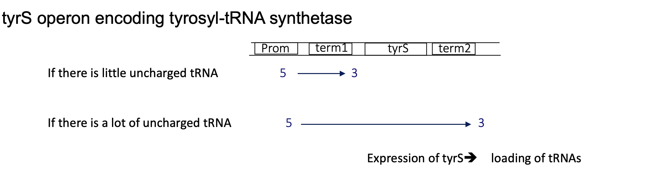 <p>contains 2 terminators : </p><ul><li><p>term1 after the promoter —&gt; used when there’s high ratio of charges tRNA so less tyrosyl-tRNA synthetase needed&nbsp;</p></li><li><p>term2 at the end of the tyrS gene —&gt; used when there’s a high ratio of uncharged tRNA so more tyrosyl-tRNA synthetase is needed&nbsp;</p></li></ul><p></p>