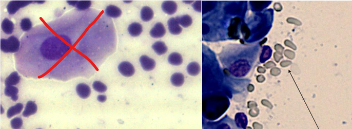 <p>Små utan kärna, större än bakterie</p>