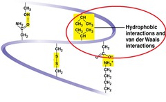 Interactions between hydrophobic molecules grouping together to avoid water