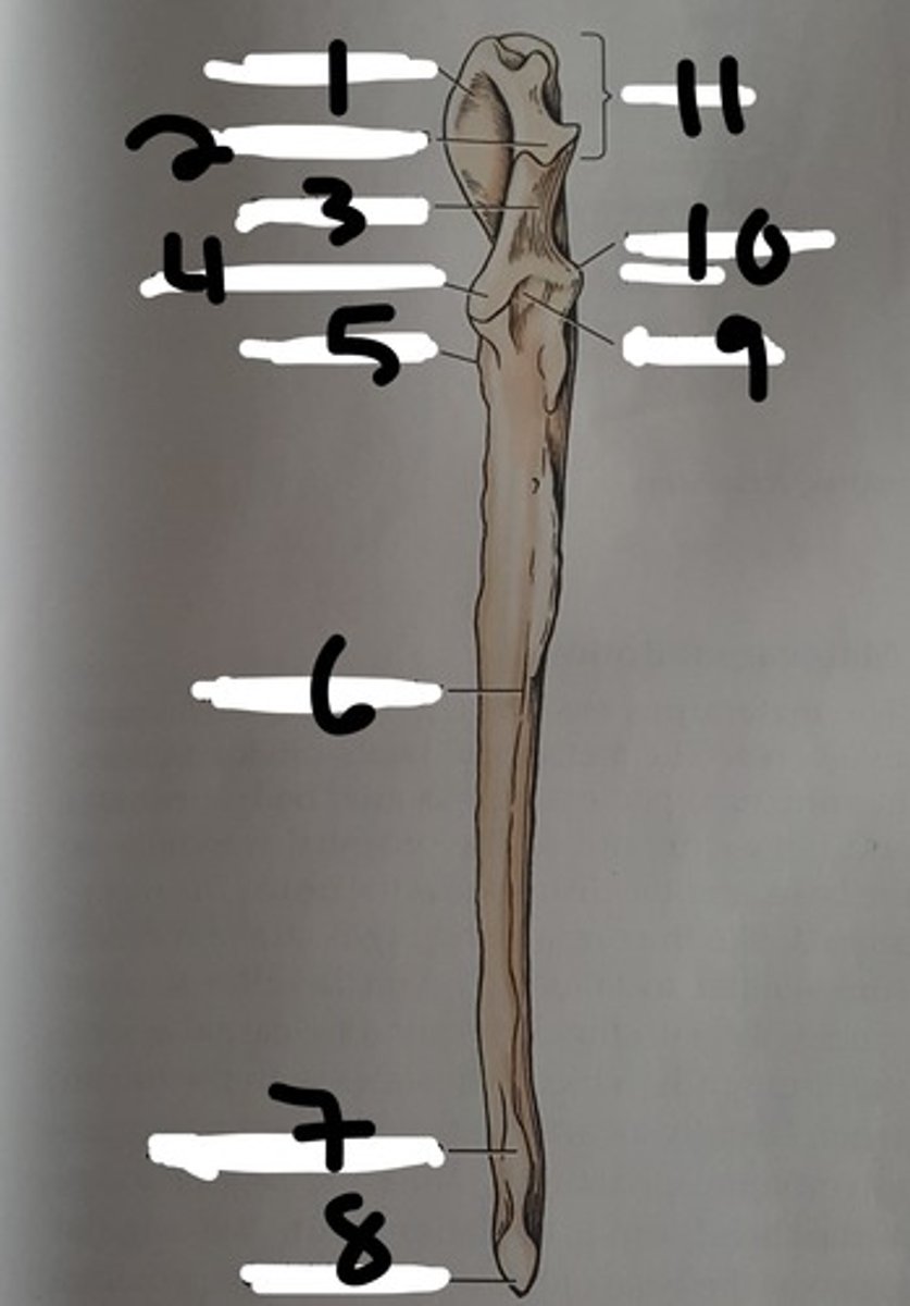 <p>the proximal extremity of the ulna, which includes the olecranon tuber and anconeal process. Serves as lever arm for extensor muscles of the elbow</p><p>(#11)</p>