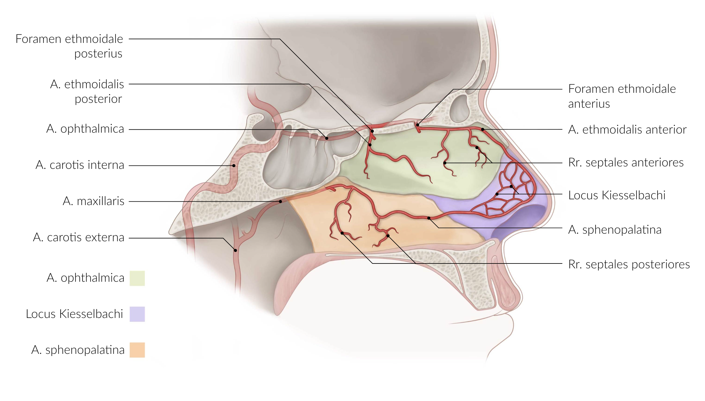 <p>E. Is a common site of nosebleeds</p>