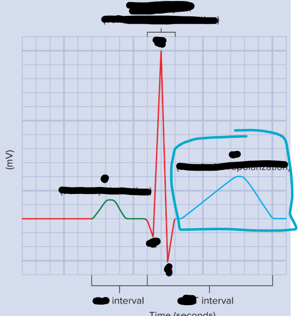 <p>T wave</p><ul><li><p>represents repolarization of ventricles</p></li></ul><p></p>