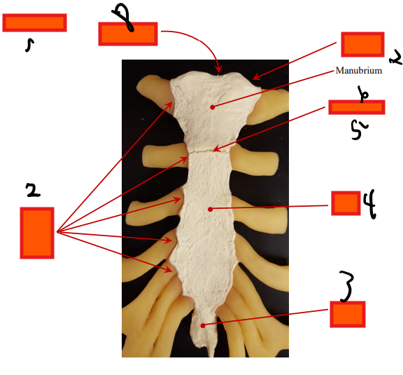knowt flashcard image