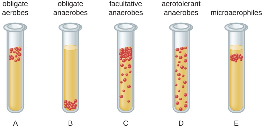 <ul><li><p>Obligate anaerobes → found at the bottom of the tube</p></li><li><p>Obligate aerobes → found at the top of the tube</p></li><li><p>Aerotolerant anaerobes → found anywhere in the tube</p></li><li><p>Microaerophiles → found in a narrow window in the tube near oxygen but not directly at the top</p></li><li><p>Facultative anaerobes → can be found anywhere, found heavily near the top of the tube bc they prefer oxygen</p></li></ul>