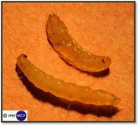 <p>Flea larva</p>