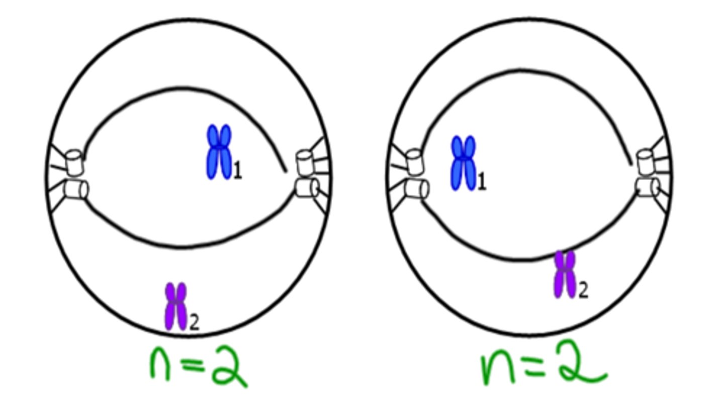 <p>Chromosomes can be seen.</p><p>Cells are haploid (n).</p>