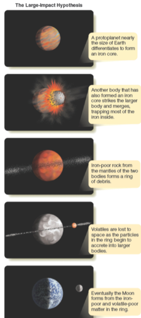 <ol><li><p><span><span>Fission hypothesis: proposed the moon broke from a rapidly spinning young Earth</span></span></p></li><li><p><span><span>Condensation hypothesis: suggested that the Earth &amp; Moon condensed together from the same cloud of matter in the solar nebula</span></span></p></li><li><p><span><span>Capture hypothesis: suggested the Moon formed elsewhere in the solar nebula &amp; was later captured by Earth</span></span></p></li><li><p><span><span>Large impact hypothesis: proposes that the Moon formed when a large planetsimal (</span><em><span>Theia</span></em><span>) smashed into the proto-Earth and the collision ejected a disk of debris into orbit around Earth that quickly formed the Moon (survives comparison with known evidence)</span></span></p></li></ol><ul><li><p><span><span>if the colliding planetesimals had already differentiated, ejected material would be mostly mantle &amp; crust (the iron core would combine with the larger body that became Earth)</span></span></p><ul><li><p><span><span>this explains Moon’s overall low density, why the Mood in so poor in iron &amp; why the abundance of elements are so similar to Earth’s mantle</span></span></p></li></ul></li></ul><p></p>