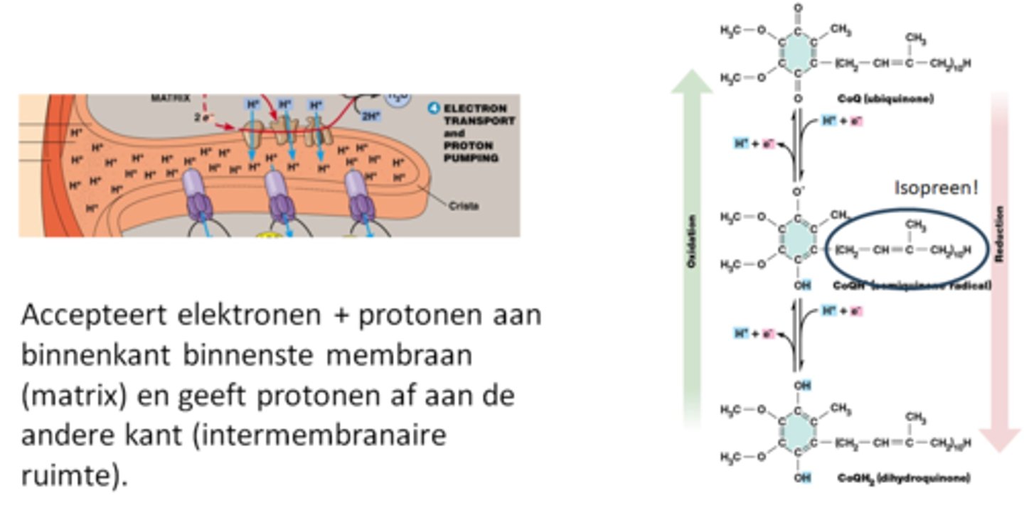 <p>herhaling hoofdstuk 3:</p><p>Terpenen of isoprenoïden worden gevormd uitgaande van isopreen (C5 molecule)</p><p>Vb. vitamine A, dolicholen (activering suikers), co-enzyme Q (elektronen carrier), …</p>