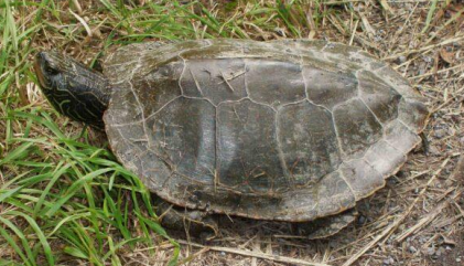 <p>Northern map turtle</p>