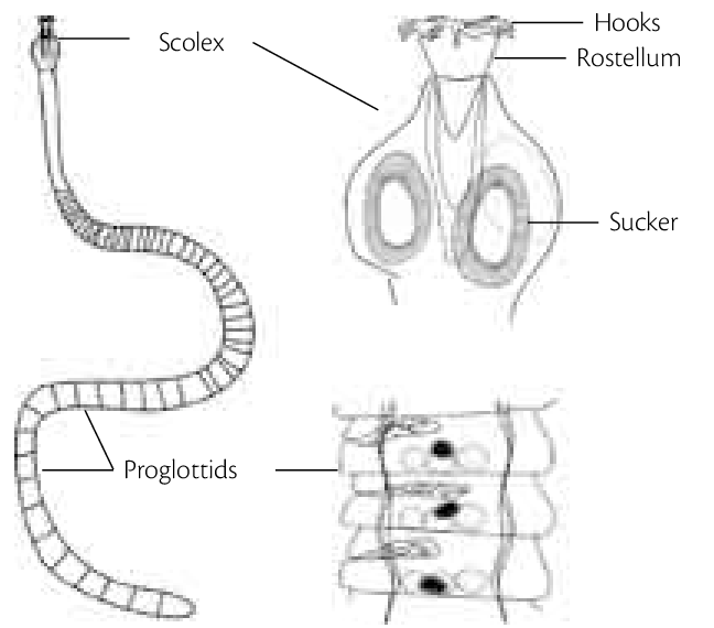 <p>scolex, proglottids</p>