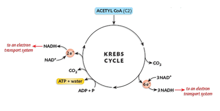 <p>. Krebs cycle (in the mitochondrion): </p><p>. pyruvic acid is completely broken down</p><p>. requires oxygen (aerobic) </p><p>. occurs on inner membrane of mitochondria ‘cristae’ = high SA</p><p>. pyruvate converted to acetyl coenzyme A (acetyl CoA) by removing CO2 molecule </p><p>. acetyl CoA goes through cycle where carbon atoms are released in form of CO2 </p><p>. produces 2 ATP</p>