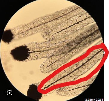 <p>What is circled?</p>
