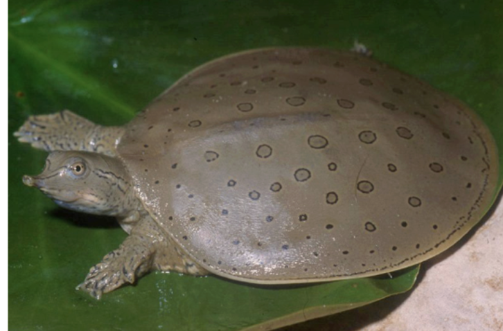 <p>spiny softshell turtle</p>