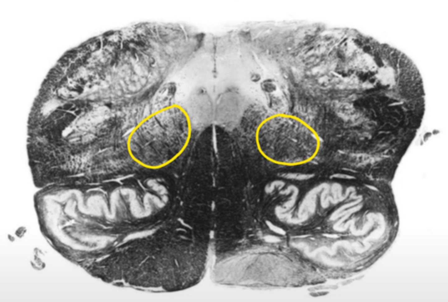 <p>ID the structure</p>