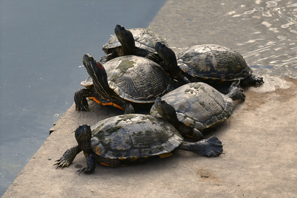 <p>Trachemys scripta </p>