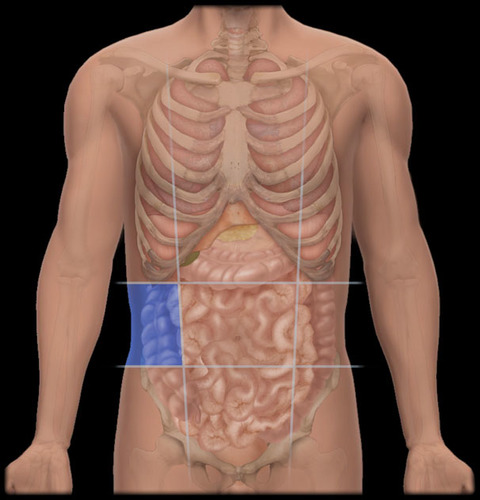 <p>Between the right hypochondriac region and the right iliac region, containing parts of the large intestine and right kidney. </p>