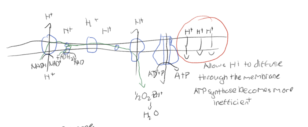 <p>DNP would make the mitochondrian membrane more leaky allowing H<sup>+</sup> to diffuse through the cell membrane</p><p>This will make oxidative phosphorylation less efficient as there would not be as much gradient for the H<sup>+</sup> to defuse through ATP synthase.</p><p>For weight loss, but does kill people</p>
