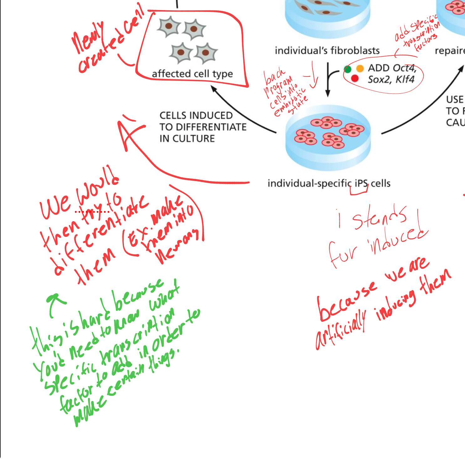 <p>they would attempt to differentiate them by adding specific transcription factors. </p><ul><li><p>this is difficult bc we need to know what transcription factors differentiate to what. </p></li></ul><p></p>