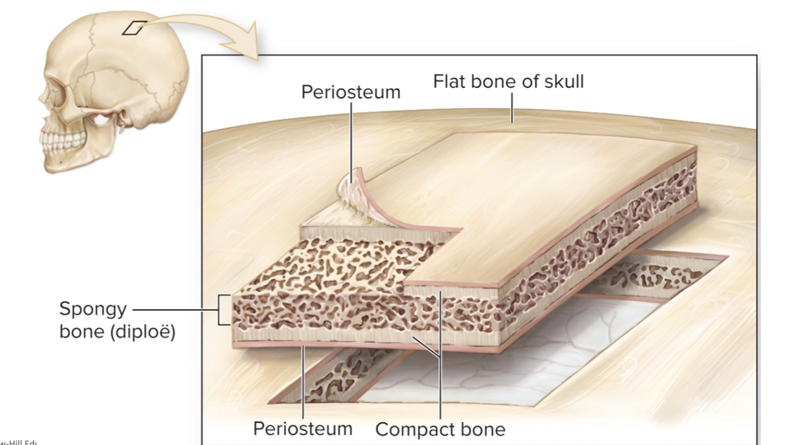 Flat Bones Within the Skull 
