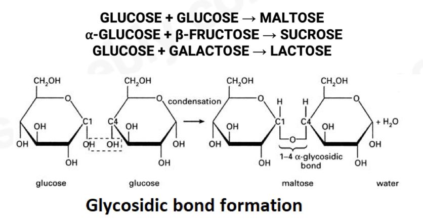 <p>Sugar molecule, consists of <strong>2 monosaccharides</strong> joined by a <strong>glycosidic bond</strong>.</p><p>Examples:</p><ul><li><p>Maltose (<em>α</em> glucose + <em>α </em>glucose)</p></li><li><p>Sucrose (<em>α</em> glucose + fructose)</p></li><li><p>Lactose (<em>α</em> glucose + <em>β </em>galactose)</p></li></ul><p>• formed by a condensation reaction where an H2O molecule is removed; the bond formed by condensation is called a glycosidic bond</p><p>Functions:</p><ul><li><p>Sugar in germinating seeds (maltose)</p></li><li><p>Sugar stored in cane sugar (sucrose)</p></li><li><p>Mammal milk sugar (lactose)</p></li></ul><p></p>