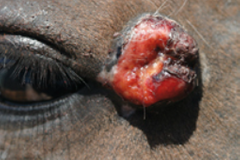 <p>What form of equine sarcoid is this?</p>