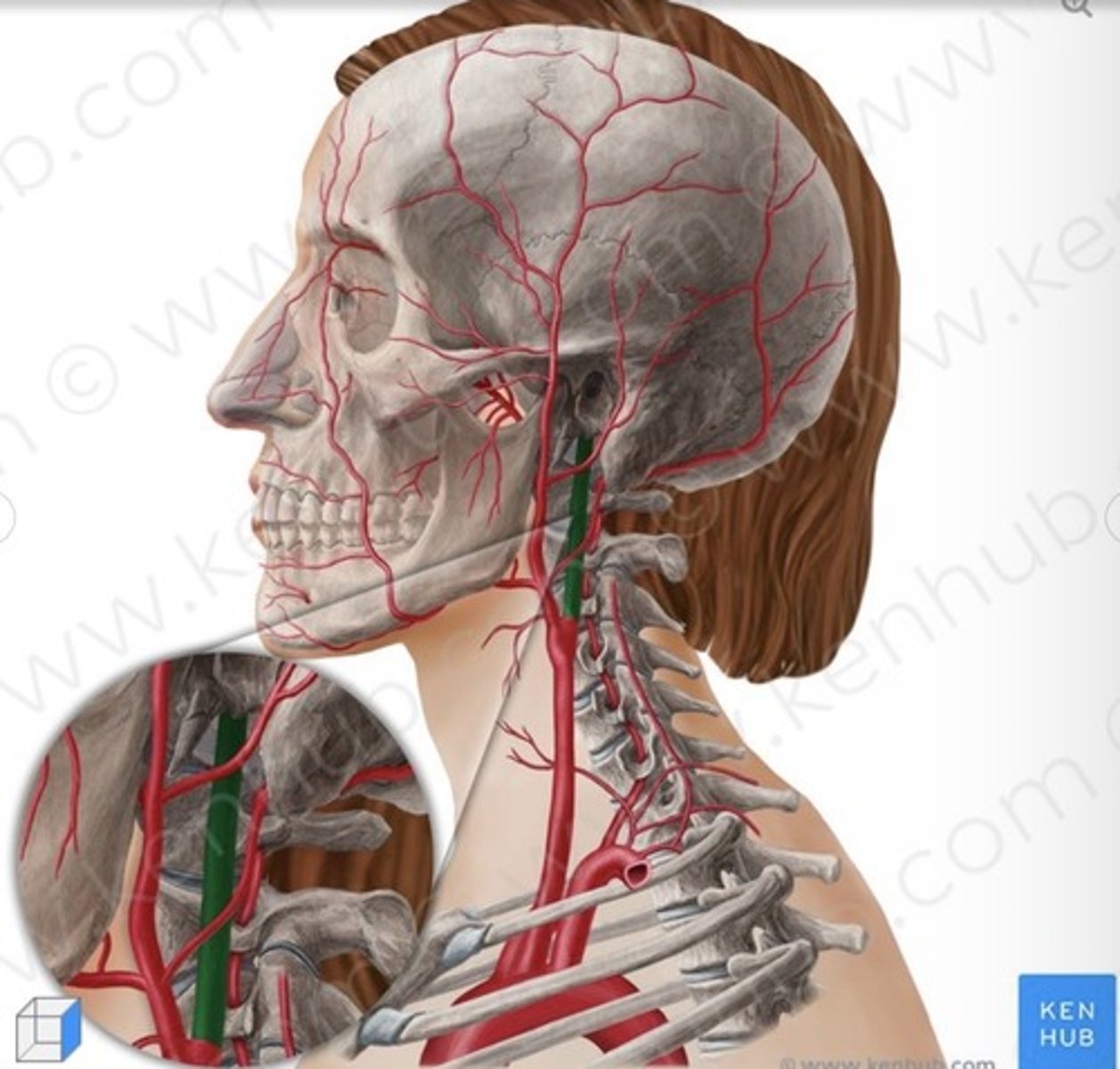 knowt flashcard image