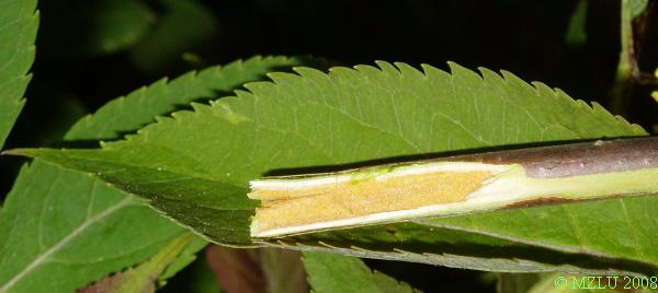 <p><span>bez červený</span></p>