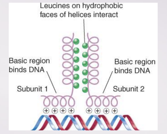 <p>A bZIP protein has a basic DNA-binding region adjacent to a leucine zipper dimerization motif</p>