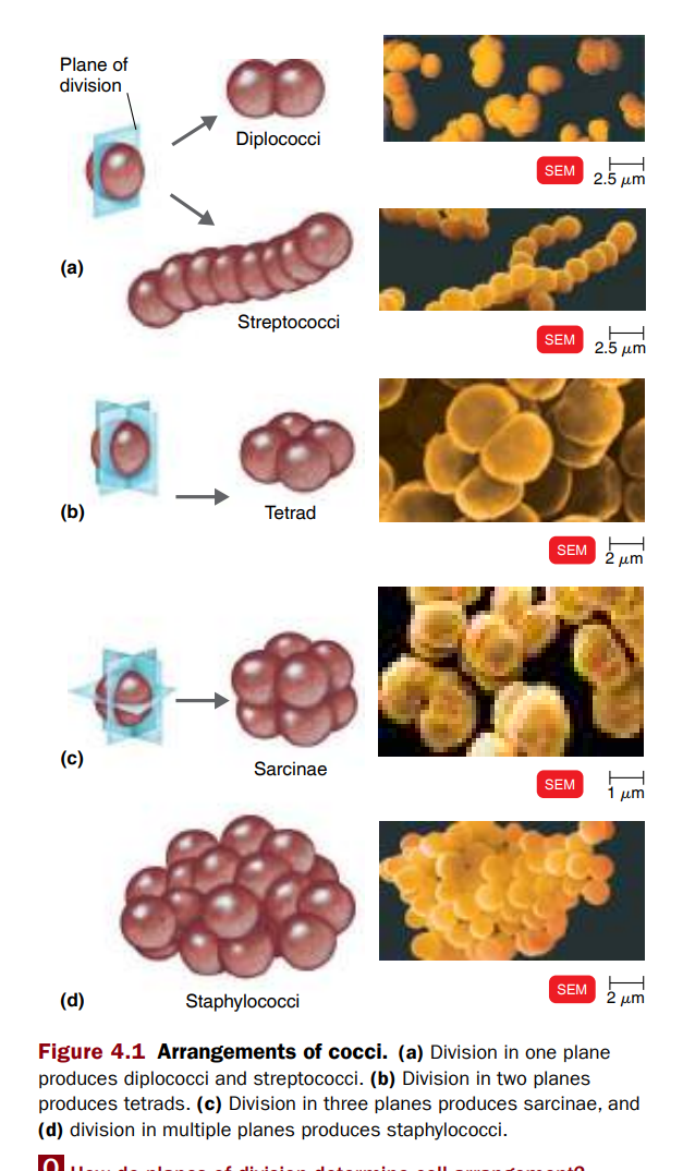 <ol><li><p><span style="background-color: transparent;"><strong>Coccus</strong> (spherical)<br><br></span></p><ul><li><p><span style="background-color: transparent;"><strong>Diplococcus</strong>: pairs → <em>Neisseria gonorrhoeae</em>.<br><br></span></p></li><li><p><span style="background-color: transparent;"><strong>Streptococcus</strong>: chains → <em>Streptococcus pyogenes</em> → strep throat, scarlet fever, rheumatic fever.<br><br></span></p></li><li><p><span style="background-color: transparent;"><strong>Staphylococcus</strong>: grape-like clusters → causes skin infections, TSS, and food poisoning.<br><br></span></p></li></ul></li></ol><p><span style="background-color: transparent;"><strong>Other Shapes</strong></span></p><ul><li><p><span style="background-color: transparent;"><strong>Coccobacillus</strong>: between rod and sphere (short, plump).<br><br></span></p></li></ul><p><span style="background-color: transparent;"><strong>Pleomorphic</strong>: variable shapes.<br></span></p><p><strong>Cocci = round (ball-shaped) bacteria</strong>. After they divide, they can stay stuck together in different patterns:</p><div data-type="horizontalRule"><hr></div><p> 1. <strong>Diplococci</strong> <span data-name="green_circle" data-type="emoji">🟢</span><span data-name="green_circle" data-type="emoji">🟢</span> </p><ul><li><p><strong>Pairs of two</strong> (like two marbles side by side).</p></li></ul><div data-type="horizontalRule"><hr></div><p> 2. <strong>Streptococci</strong> <span data-name="green_circle" data-type="emoji">🟢</span><span data-name="green_circle" data-type="emoji">🟢</span><span data-name="green_circle" data-type="emoji">🟢</span><span data-name="green_circle" data-type="emoji">🟢</span><span data-name="green_circle" data-type="emoji">🟢</span> </p><ul><li><p><strong>Chains</strong> (like a bead necklace).</p></li><li><p>Example: <em>Streptococcus pyogenes</em> (strep throat).</p></li></ul><div data-type="horizontalRule"><hr></div><p> 3. <strong>Tetrads</strong></p><ul><li><p><strong>4 cocci in a square</strong> (like four corners of a box <span data-name="game_die" data-type="emoji">🎲</span>).</p></li></ul><div data-type="horizontalRule"><hr></div><p> 4. <strong>Sarcinae</strong></p><ul><li><p><strong>Cube of 8 cocci</strong> (like dice <span data-name="game_die" data-type="emoji">🎲</span>).</p></li><li><p>Formed when they divide in 3 planes.</p></li></ul><div data-type="horizontalRule"><hr></div><p> 5. <strong>Staphylococci</strong></p><ul><li><p><strong>Clusters</strong> (like grapes <span data-name="grapes" data-type="emoji">🍇</span>).</p></li><li><p>Example: <em>Staphylococcus aureus</em> (staph infections).</p></li></ul><div data-type="horizontalRule"><hr></div><p><span data-name="point_right" data-type="emoji">👉</span> Easy picture in your head:</p><ul><li><p><strong>Diplo = 2 balls</strong></p></li><li><p><strong>Strepto = chain of balls</strong></p></li><li><p><strong>Tetrad = 4 balls (square)</strong></p></li><li><p><strong>Sarcinae = cube of 8 balls</strong></p></li><li><p><strong>Staphylo = bunch of grapes</strong></p></li></ul><p></p><p></p><p><span style="background-color: transparent;"><strong>c. Coccus</strong> (round, berry-like)</span></p><ul><li><p><span style="background-color: transparent;"><strong>Diplococcus</strong> → pairs. Example: <em>Neisseria gonorrhoeae</em>.<br><br></span></p></li><li><p><span style="background-color: transparent;"><strong>Streptococcus</strong> → chains. Example: <em>Streptococcus pyogenes</em>.<br><br></span></p><ul><li><p><span style="background-color: transparent;">Diseases: strep throat, scarlet fever, rheumatic fever (can affect the heart).<br><br></span></p></li></ul></li><li><p><span style="background-color: transparent;"><strong>Staphylococcus</strong> → clusters like grapes. Example: <em>Staphylococcus aureus</em>.<br><br></span></p><ul><li><p><span style="background-color: transparent;">Causes skin infections, TSS (toxic shock syndrome from tampons), and food poisoning.<br><br></span></p></li><li><p><span style="background-color: transparent;"><em>Side note</em>: Food poisoning can be immediate (toxin) or delayed (infection).<br><br></span></p></li></ul></li></ul><p><span style="background-color: transparent;"><strong>Other Forms</strong></span></p><ul><li><p><span style="background-color: transparent;"><strong>Coccobacillus</strong> → between rod and coccus (chubbier).<br><br></span></p></li><li><p><span style="background-color: transparent;"><strong>Pleomorphic</strong> → variable shapes and arrangements.<br><br></span></p></li></ul><p></p>